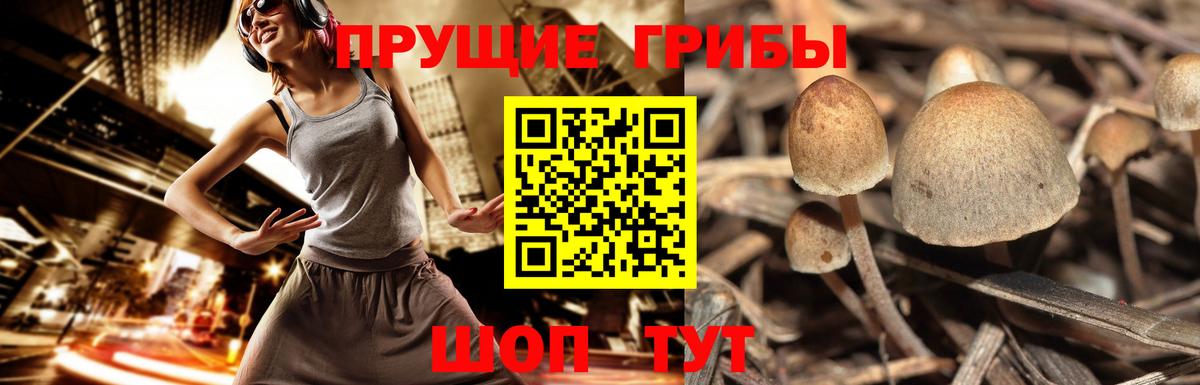 Новочеркасск  Галлюциногенные грибы GOLDEN TEACHER  Галлюциногенные грибы мицелий  Вход с VPN 